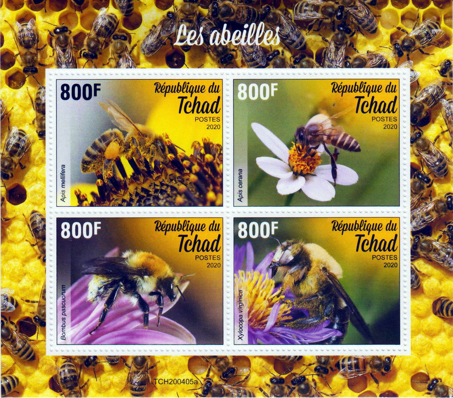 Bienen 2020, Honigbiene, Hummel