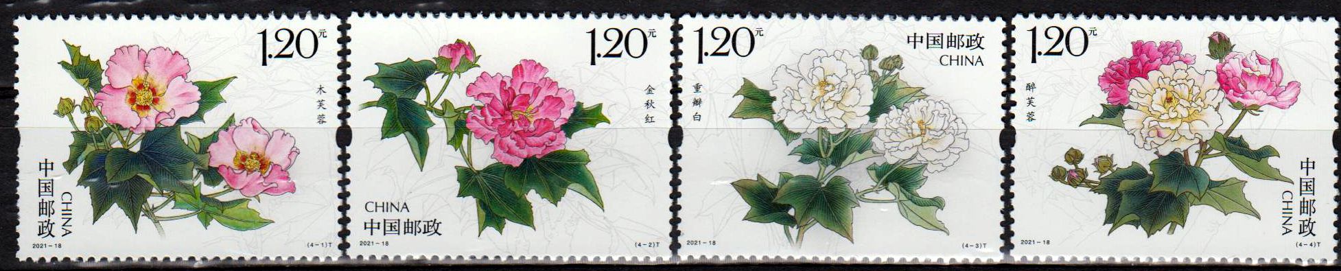 Cotton Rose 2021 (2021-18)