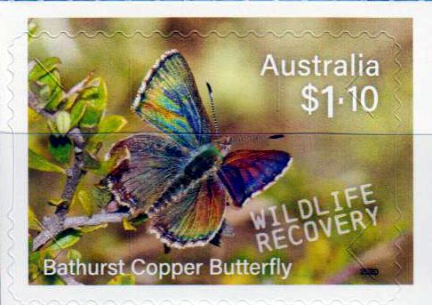 Schmetterling 2020, sk, a.MH