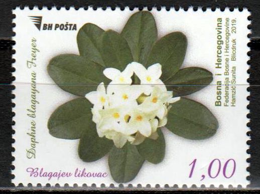 Flora 2019, Blume