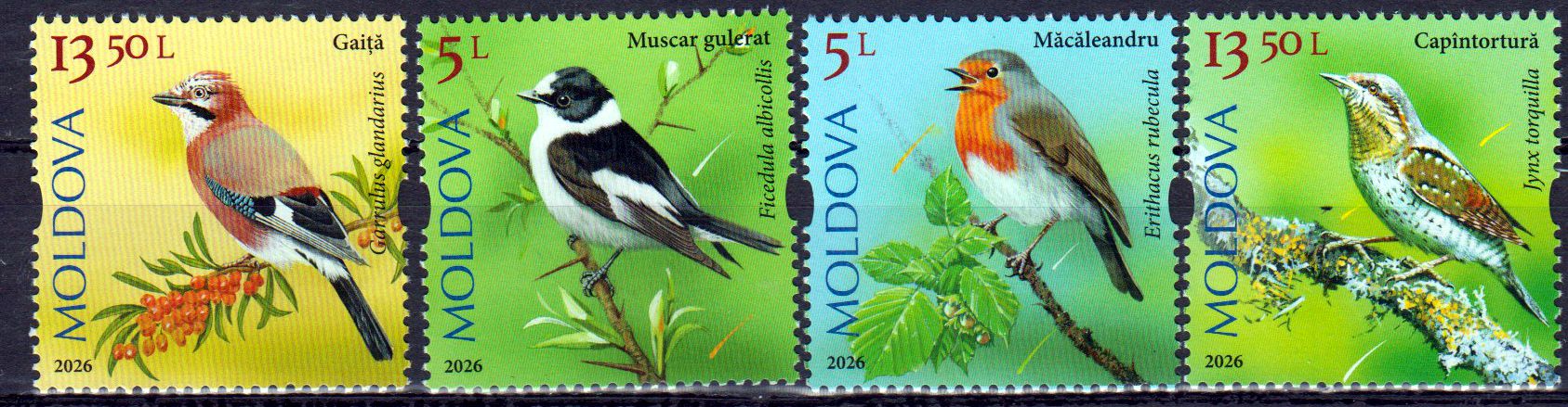 Singvögel II 2026, Eichelhäher, Rotkhelchen, Wendehals, Halsbandschnäpper