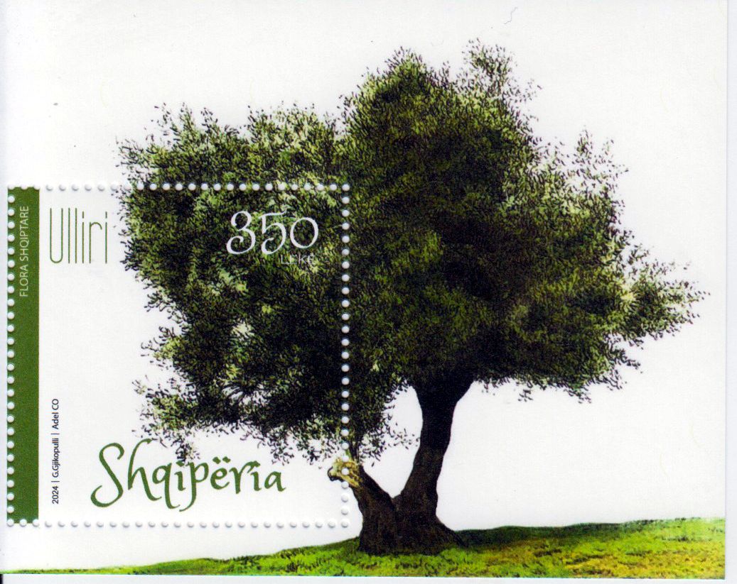 Block: Flora 2024, Olivenbaum