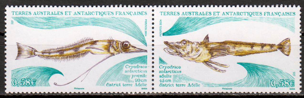 Fisch Cryodraco antarcticus 2024