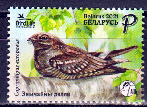Ziegenmelker 2021, Vogel des Jahres