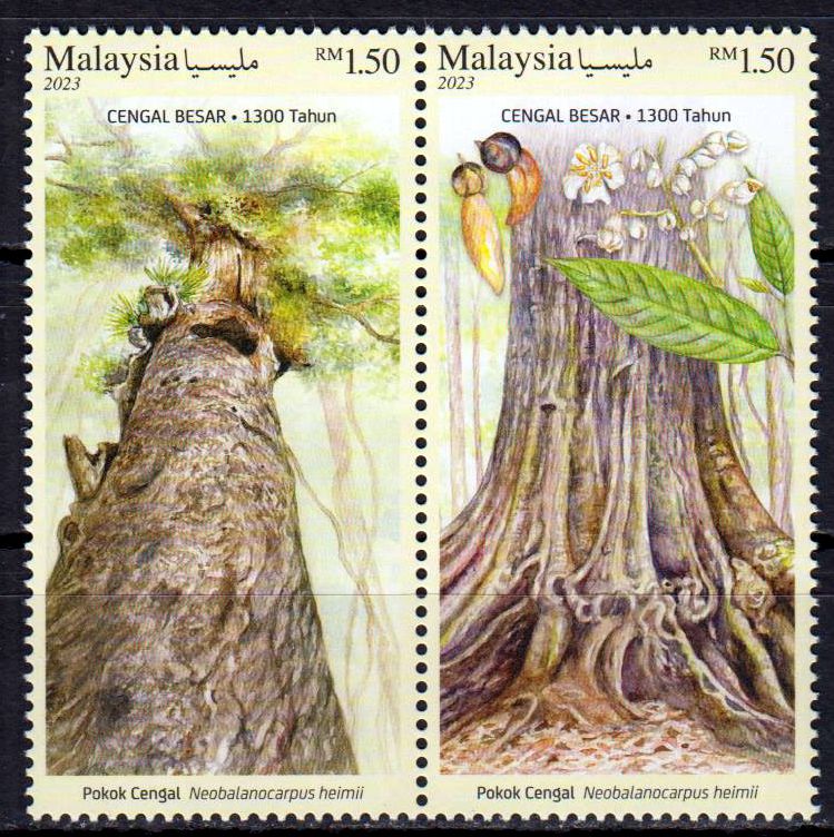 Cengal Baum 2023