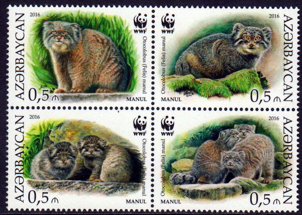 WWF 2016, Manul, Wildkatze