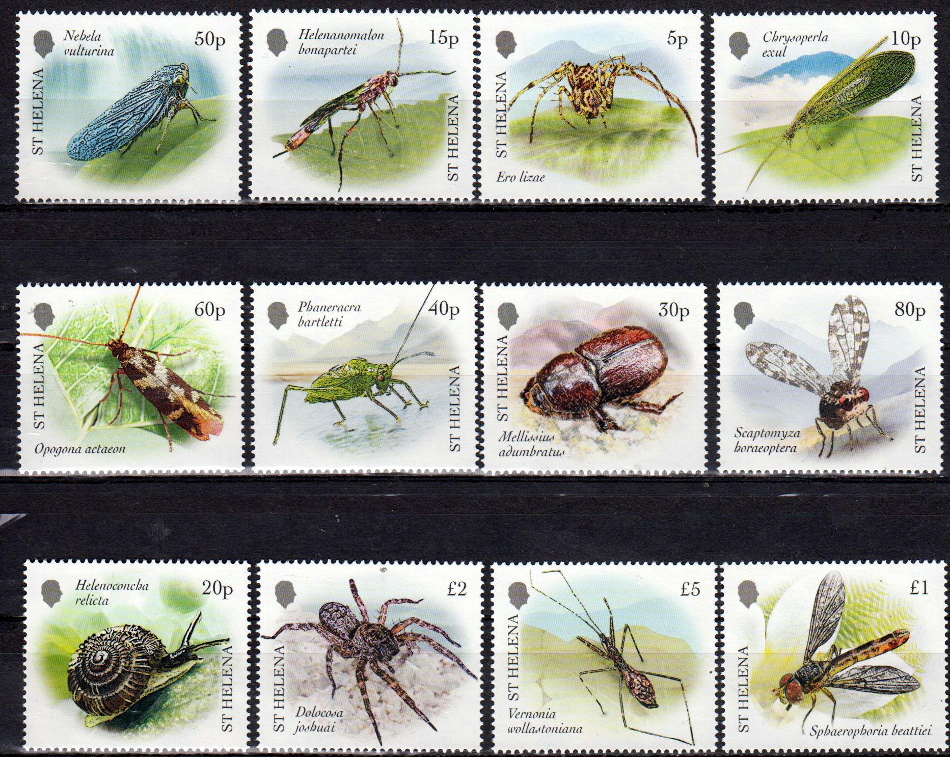 Endemische wirbellose Tiere 2026, Spinnen,  Schnecke, Käfer, Motte, Fliege