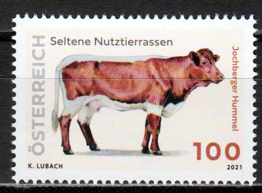 Jochberger Hummel, seltene Nutztierrasse