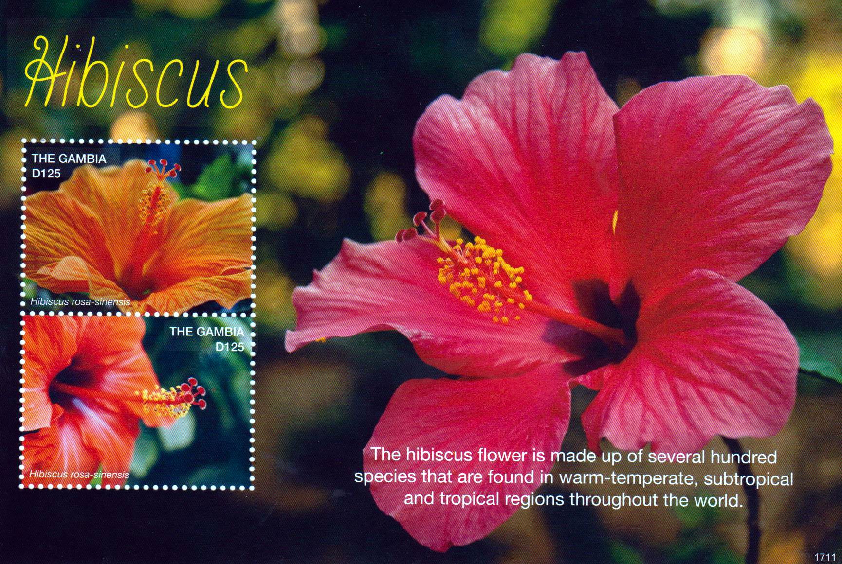 Block: Hibiskus 2017