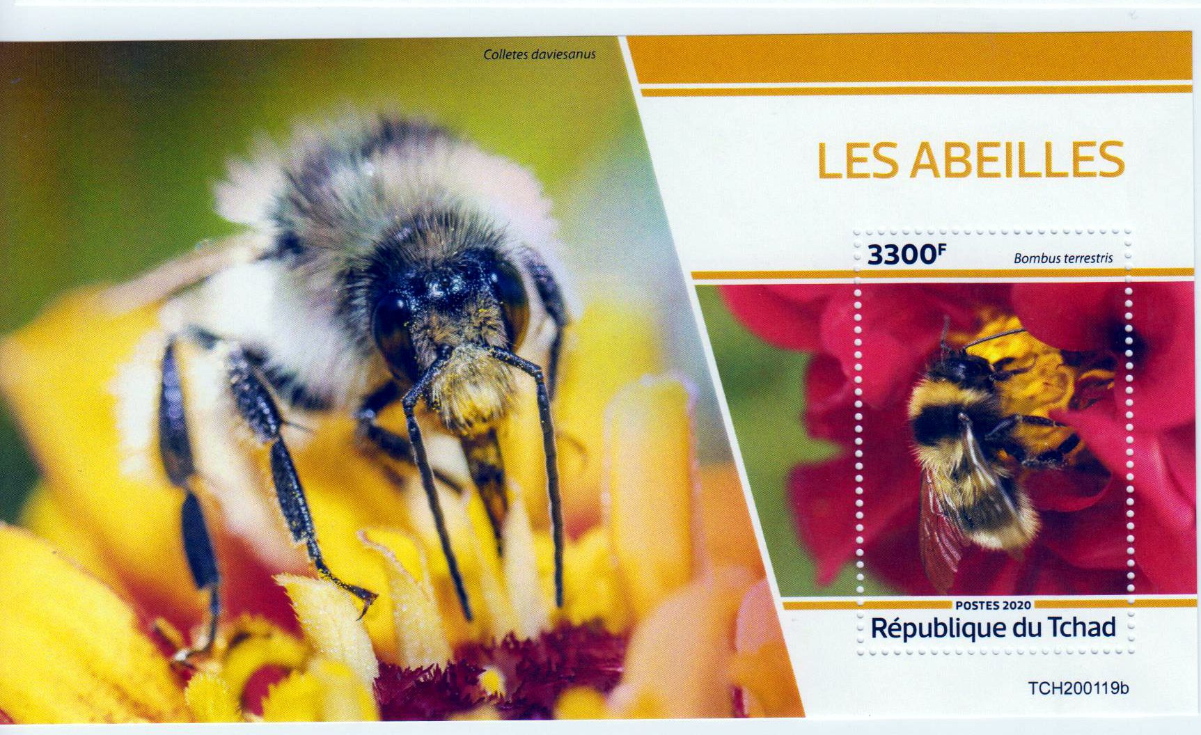 Block: Bienen 2020, Erdhummel