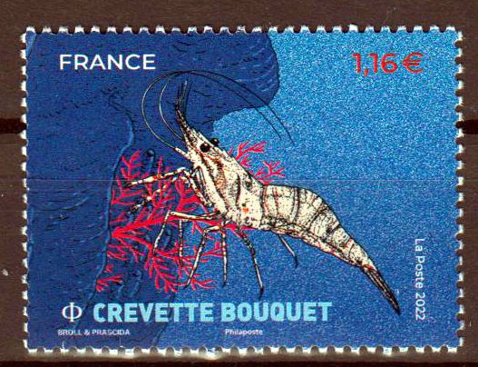 Crevette Bouquet 2022, Muscheln & Krustentiere
