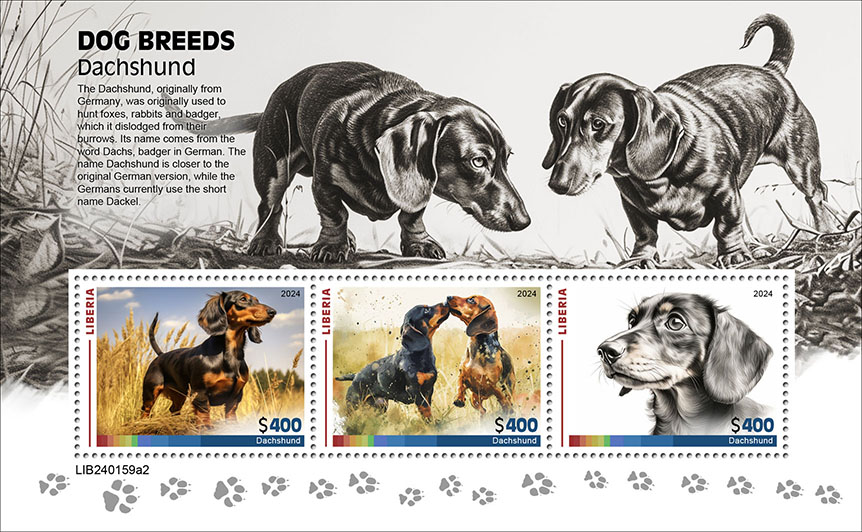 Dachshund 2024 II