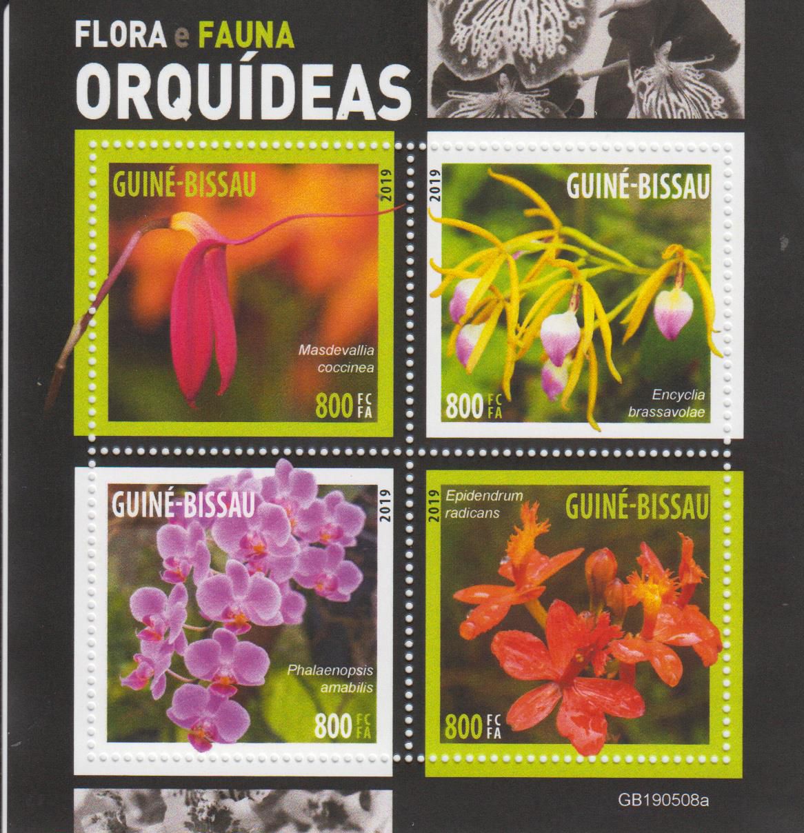 Orchideen 2019