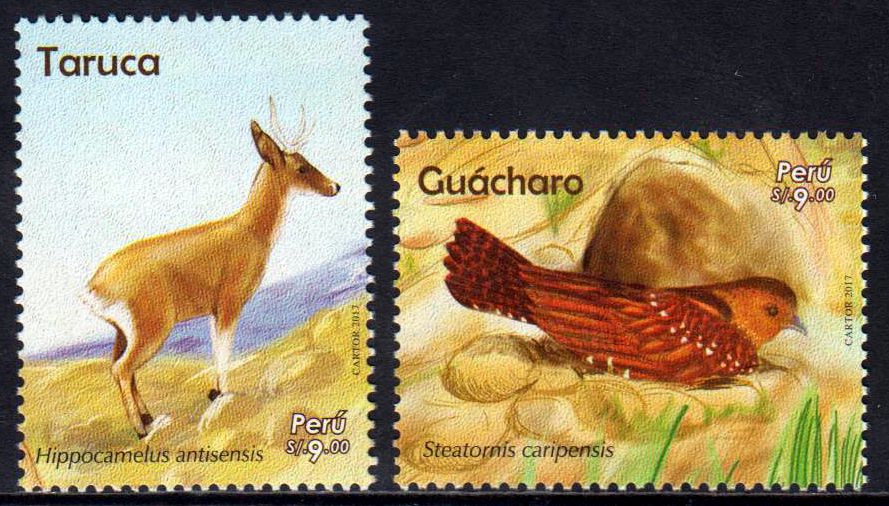 Fauna 2017, Vogel, Taruca