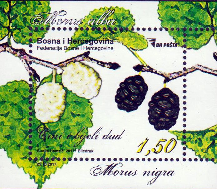 Block: Flora 2017, Maulbeeren