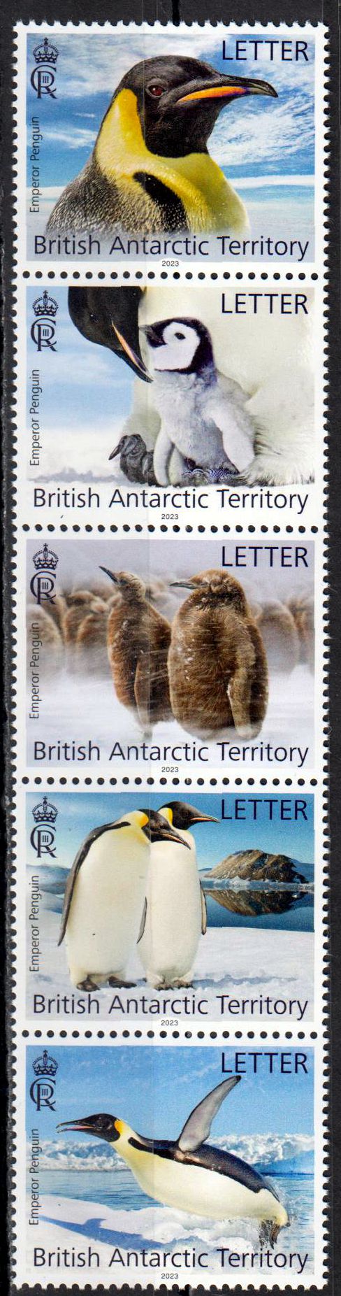 Kaiserpinguine 2023