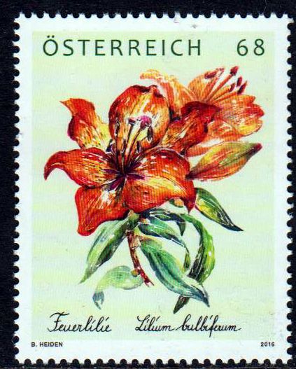 Feuerlilie (16P11)