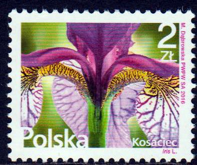 Dauer: Blumen 2016, Iris (2,00) (041)