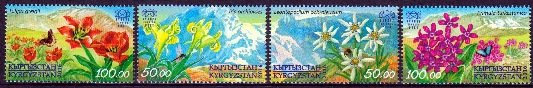 Flora in Kirgistan, Edelweiss, Iris