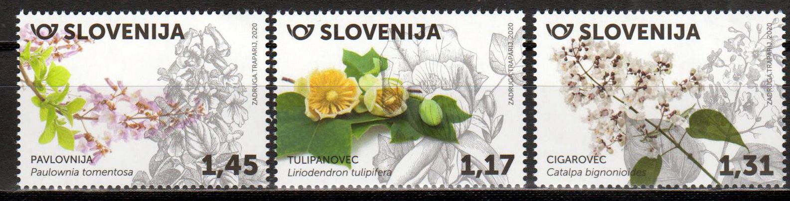 Flora 2020, Tulpenbaum, Trompetenbaum
