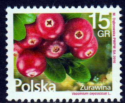 Dauer: Früchte 2016, Cranberries