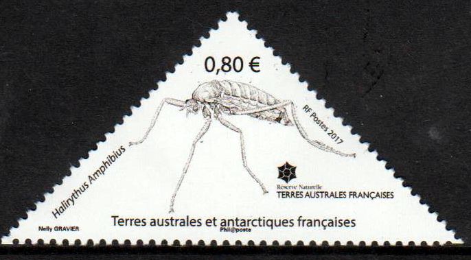 Insekten 2017, Halirythus amphibius