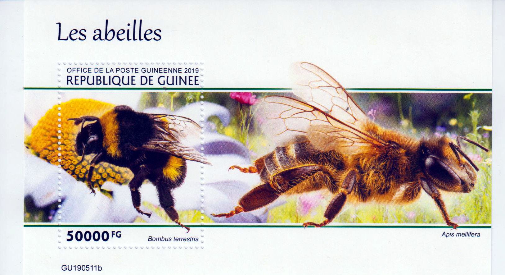 Block: Bienen 2019, Erdhummel
