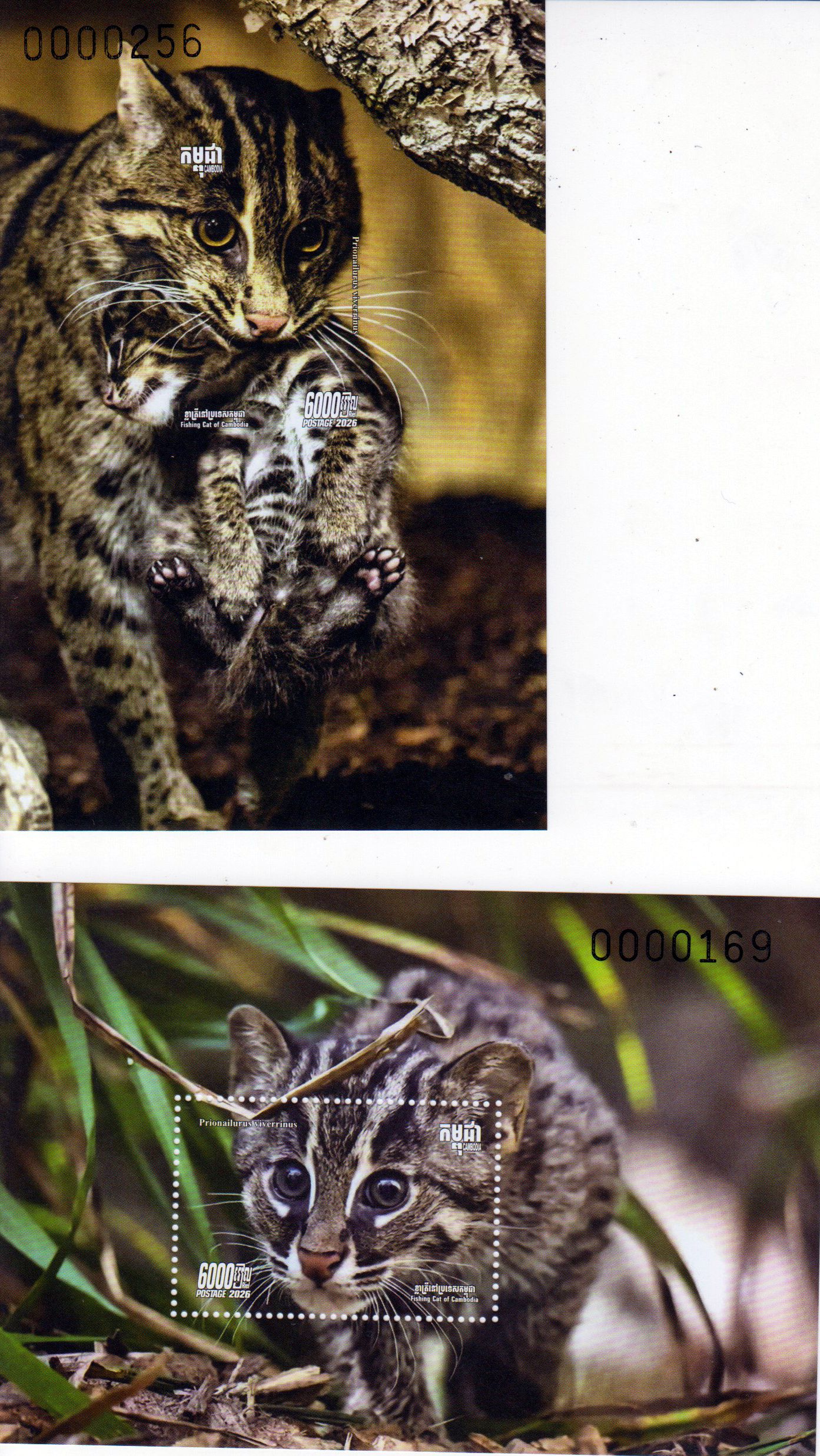 Block: Fischkatze 2026