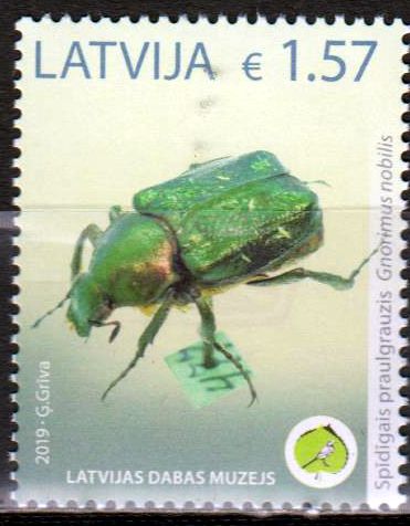 Grüner Edelscharkäfer 2019