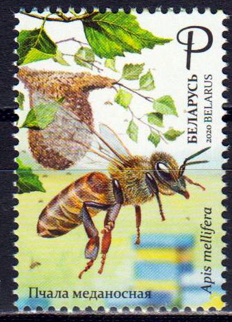 Bienen 2020, Honigbiene