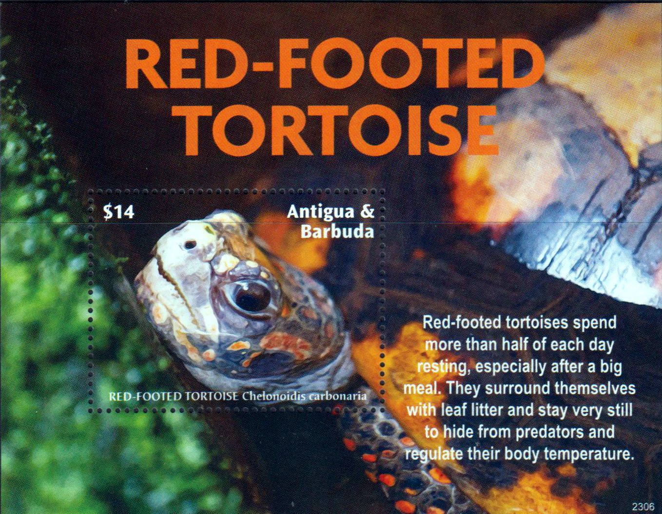 Block: Köhlerschildkröten 2023