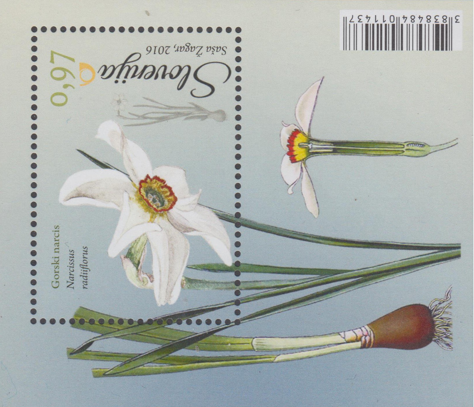 Block: Blumen, Narzisse