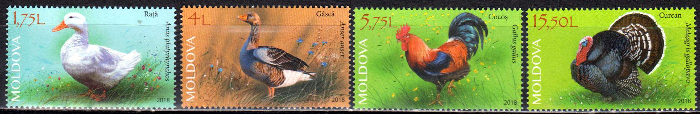 Vögel 2018, Gans, Ente, Hahn, Truthahn