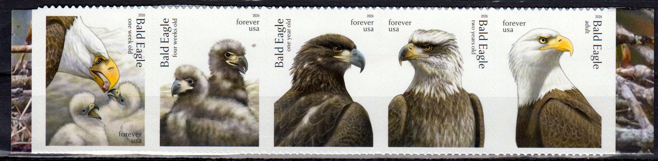 Weißkopfseeadler 2026, sk