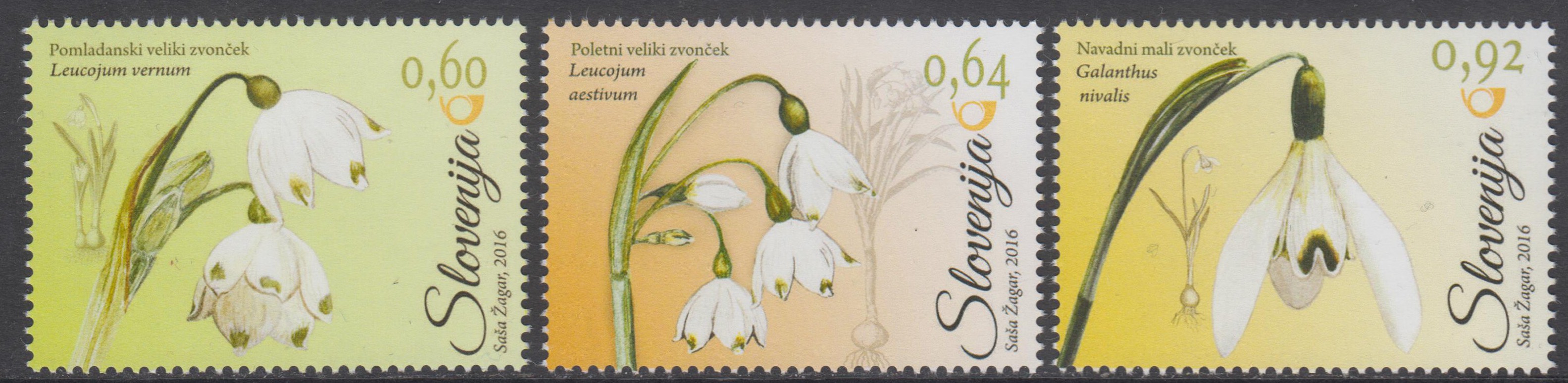 Blumen, Schneeglöckchen (16P07)