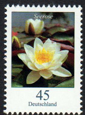 Dauer: Blume 2017, Seerose, 45er