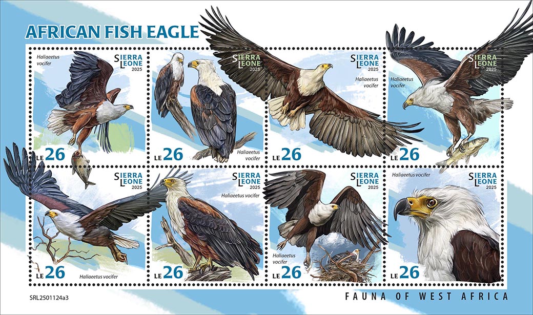 Weißkopfseeadler 2025