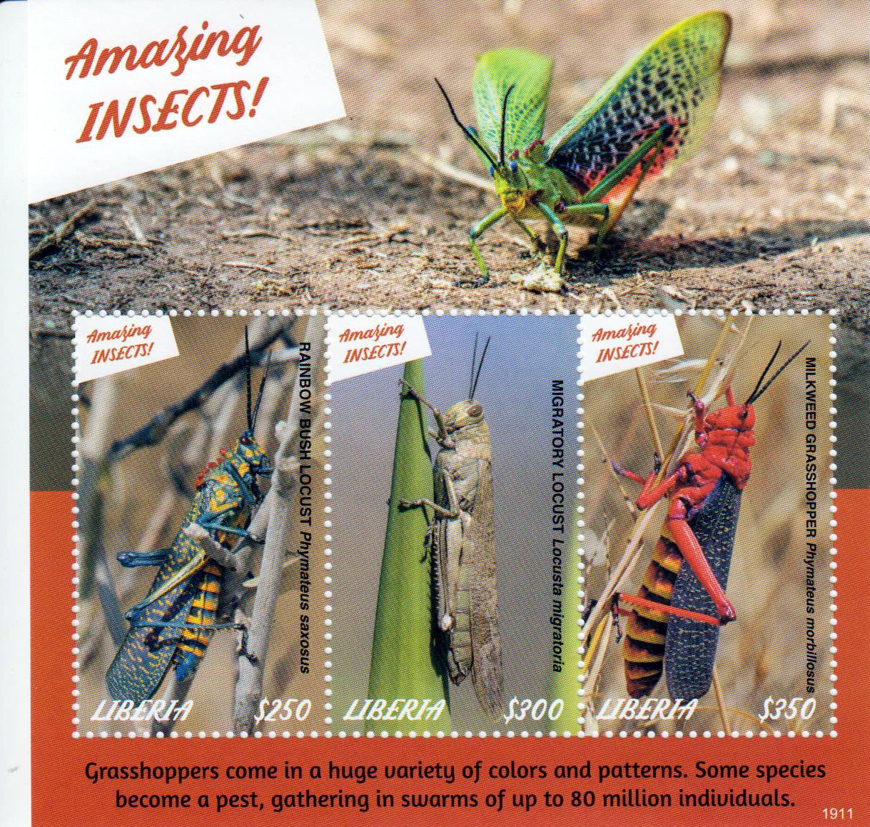 Insekten 2019, Grashüpfer