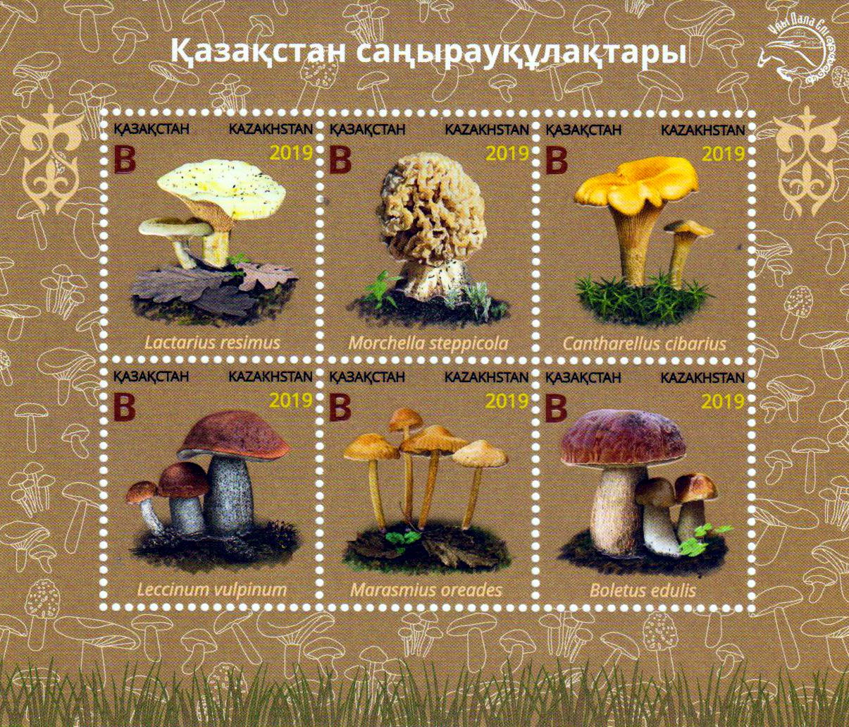 Block: Pilze 2019, Steinpilz, Morchel