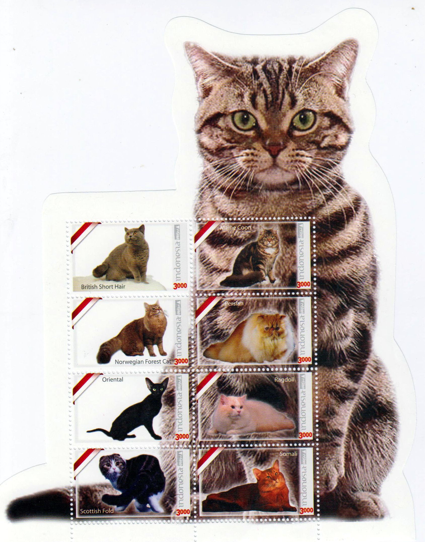 Zdr. Katzen 2016