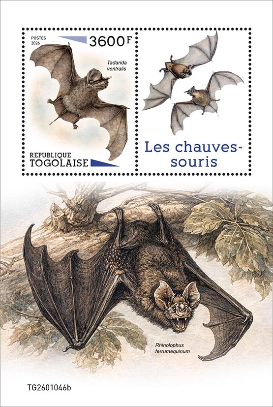 Block: Fledermäuse 2026