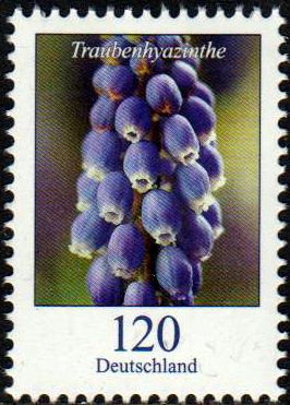 Dauer: Traubenhyazinthe 2019 (120er)