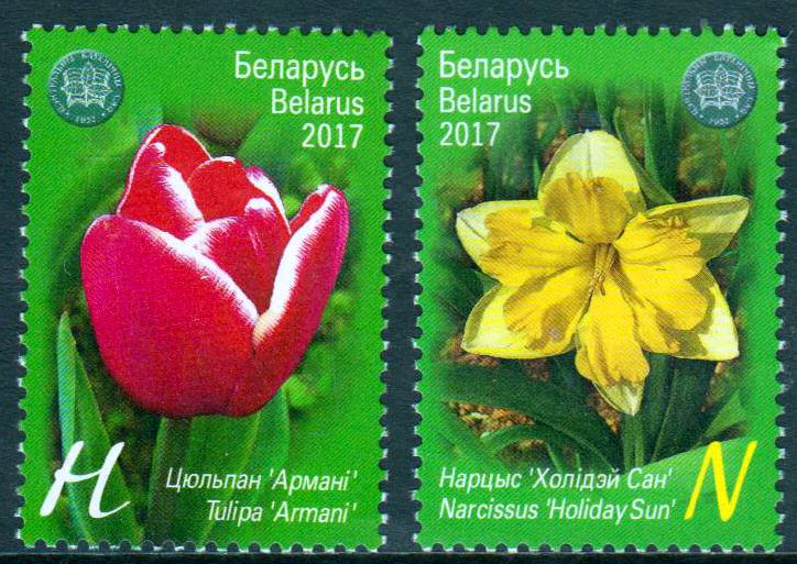 Der Botanische Garten, Tulpe, Narzisse