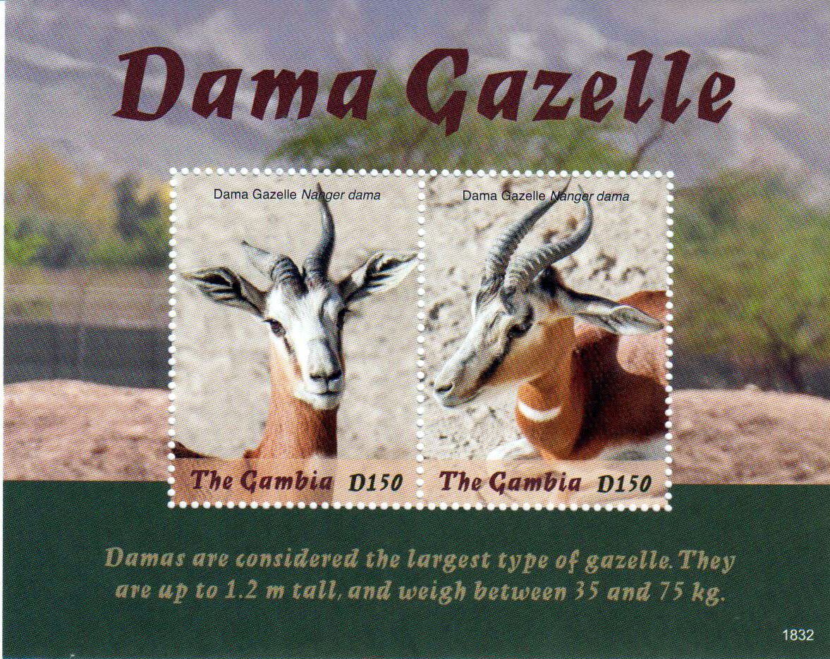 Block: Dama Gazelle 2018