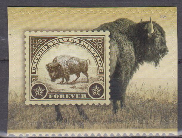 Amerikanische Bison 2026