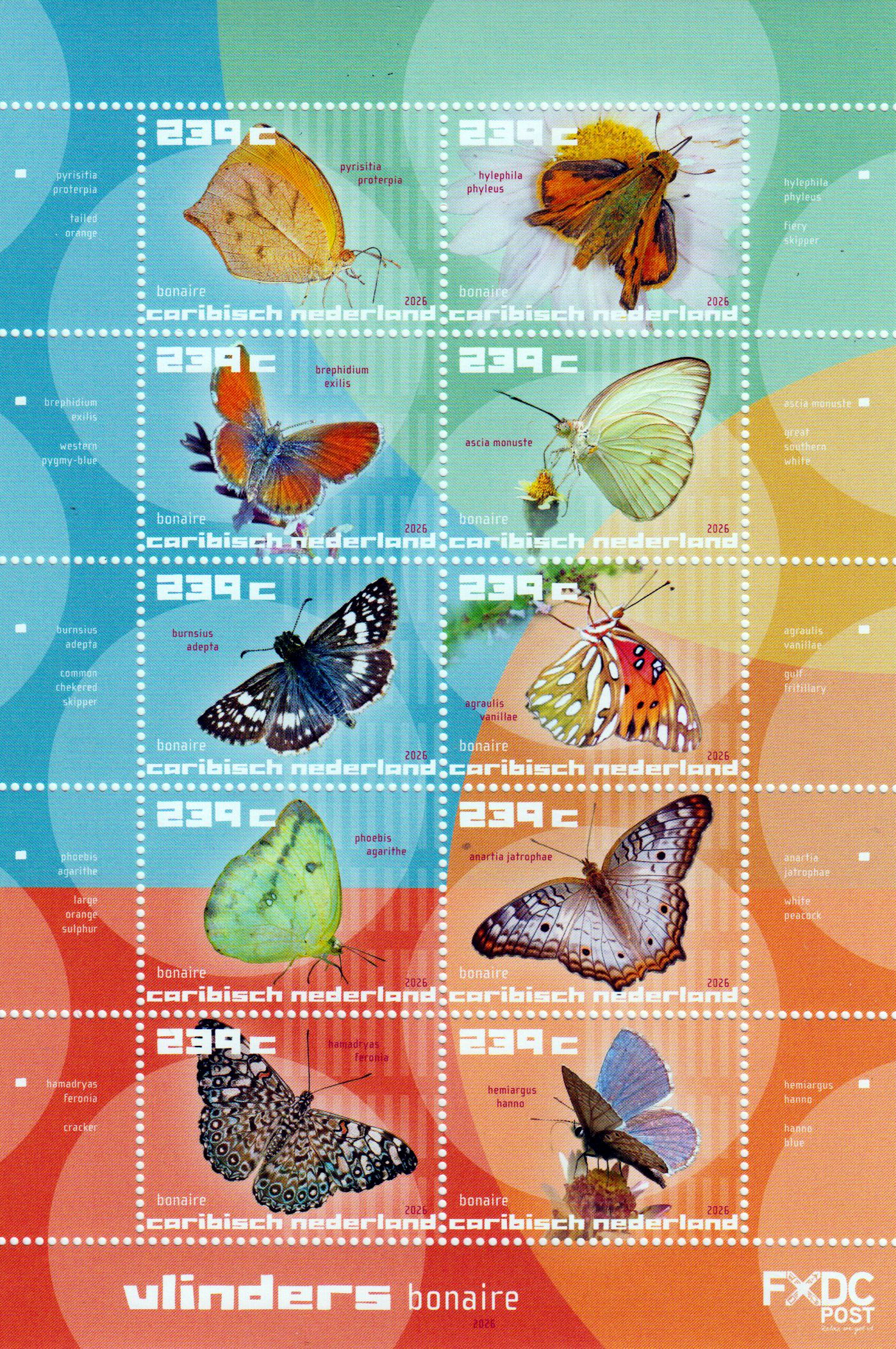 Bonaire Schmetterlinge 2026