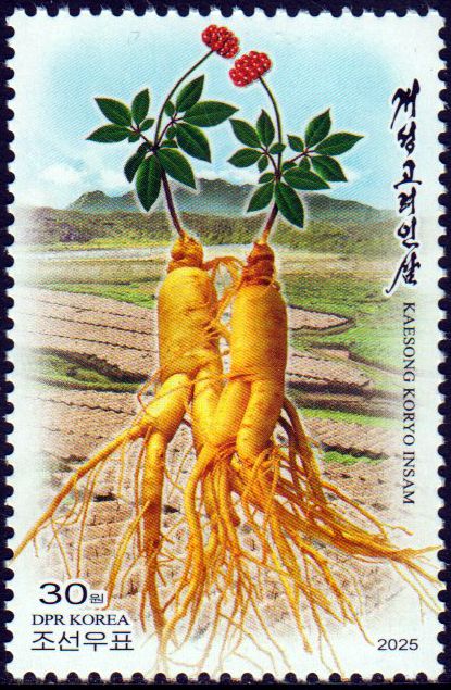 Koryo Insam Ginseng 2025