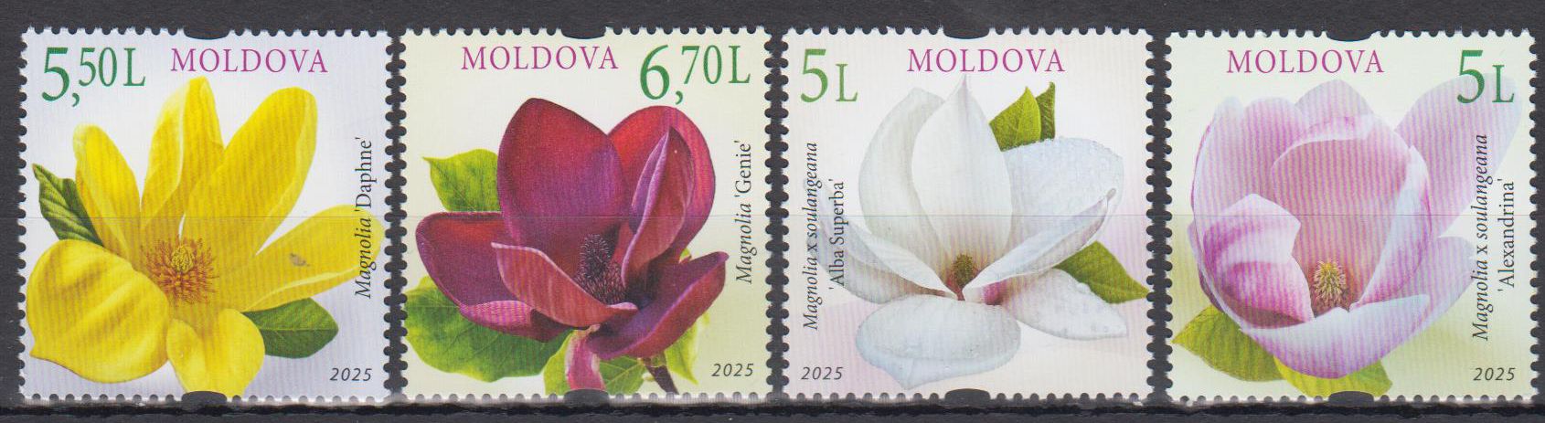Magnolienblüten 2025