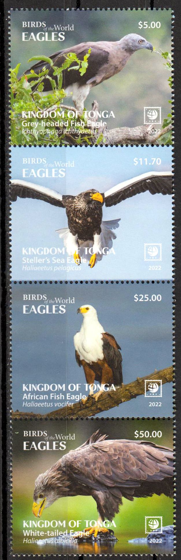 Adler 2022, farbiger Rand