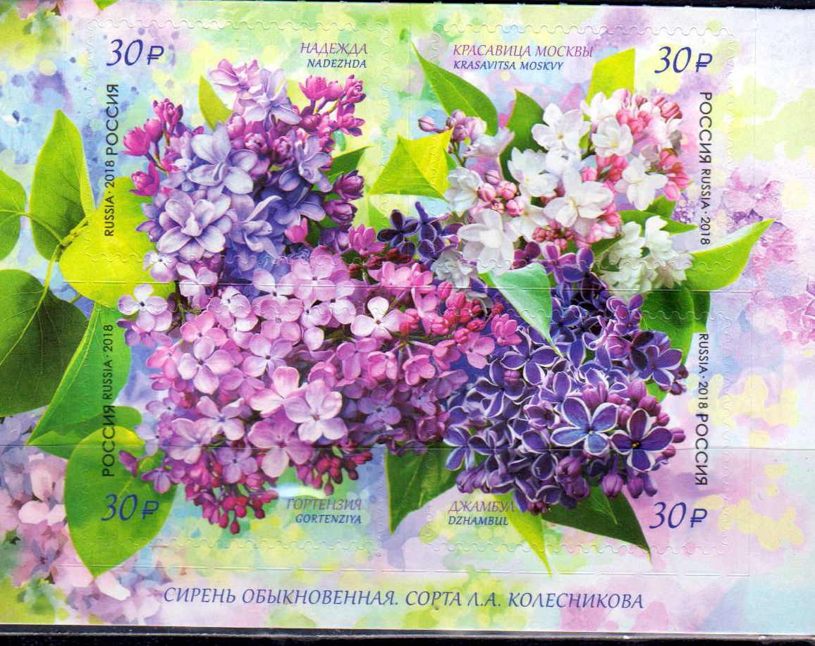 Russische Flora, Flieder, sk